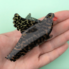 Pince à cheveux Oiseau Grive - Coucou Suzette